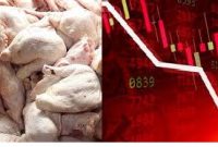 مرغ گران شد، بورس ریخت!