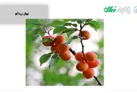 معیارهای انتخاب محل مناسب برای کاشت نهال زردآلو