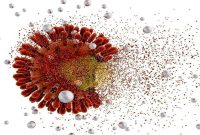 ویروس «پیرولا» به ایران رسیده است؟/ دوباره نگران کرونا باشیم؟