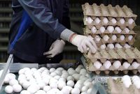 عبور هر شانه تخم‌ مرغ از مرز ۱۶۰ هزار تومان/ سکوت دولت در برابر تلاطم بازار!