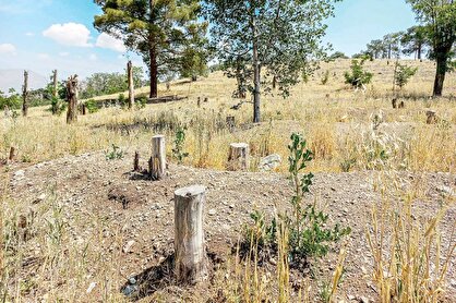 چیتگر خشک شد؟! چیتگر خشک شد؟!