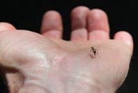 وزارت بهداشت: ۱۵۱ مورد اتبلا به تب دنگی گزارش شده