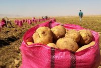 مردم به خرید قسطی سیب زمینی رسیدند!/ دولتمردان همچنان تماشاچی تنگدستی مردم