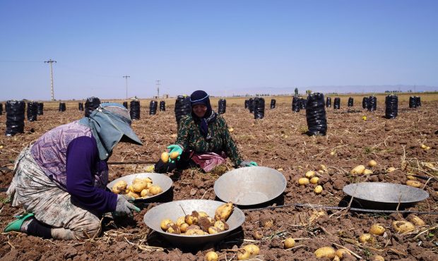 کمبود سیب زمینی نتیجه جدی نگرفتن هشدار اردیبهشت ۱۴۰۳ به جهاد کشاورزی! کمبود سیب زمینی نتیجه جدی نگرفتن هشدار اردیبهشت ۱۴۰۳ به جهاد کشاورزی!