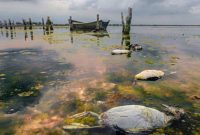 از میانکاله تا انزلی؛ فریاد تالاب‌ها برای نجات