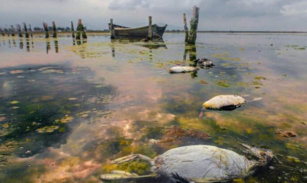 از میانکاله تا انزلی؛ فریاد تالابها برای نجات از میانکاله تا انزلی؛ فریاد تالابها برای نجات