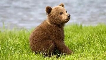 خرس کوچولویی که حالا معمایی بزرگ است!