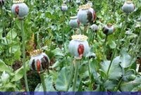 آزادسازی کشت محدود تریاک در ایران