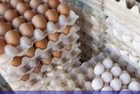 قیمت تخم‌مرغ دو برابر شد