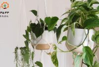 ۲۰ تا از بهترین گیاهان آپارتمانی آویز
