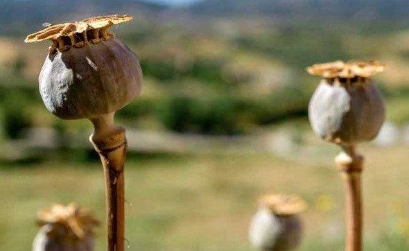 رواج کشت گل و خشخاش در برخی مناطق کشور
